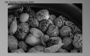 Macro Shells Feb 2024-28.jpg